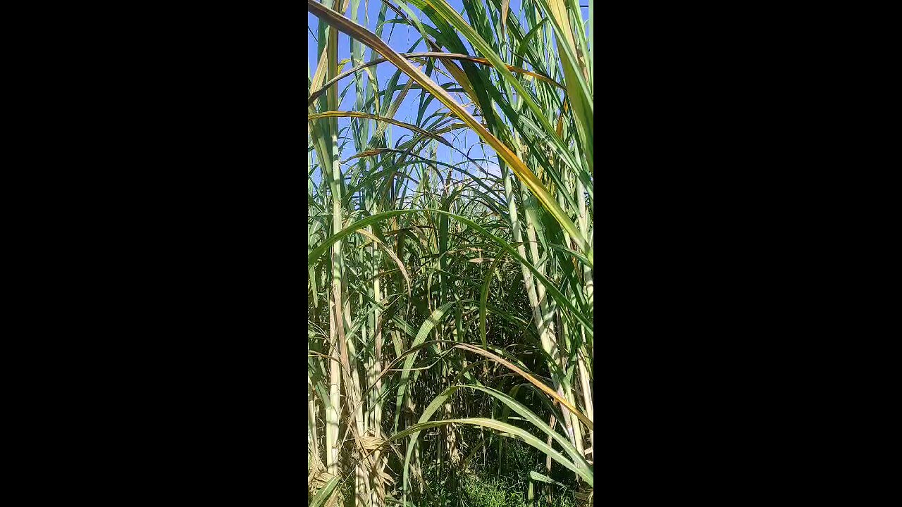 sugarcane