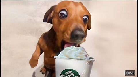 Dogs Being Silly Over a Pup Cup… 😂 Funny Dog Videos 2025