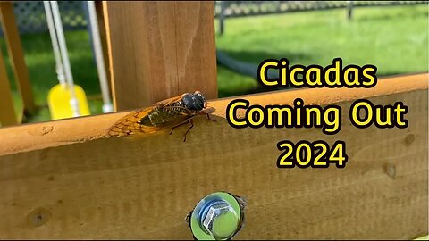 Cicadas Are Coming Out (Summer 2024)