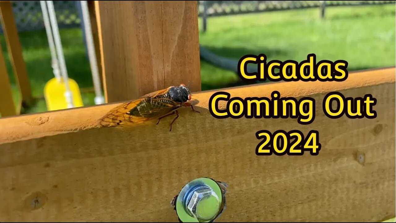 Cicadas Are Coming Out (Summer 2024)