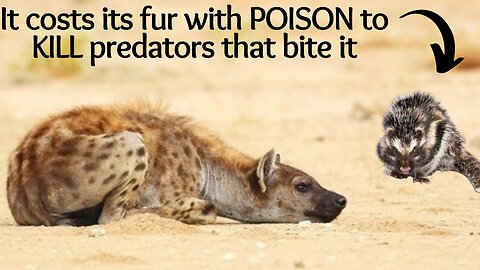 This Giant African rat coats its fur with POISON to KILL predators that bite it