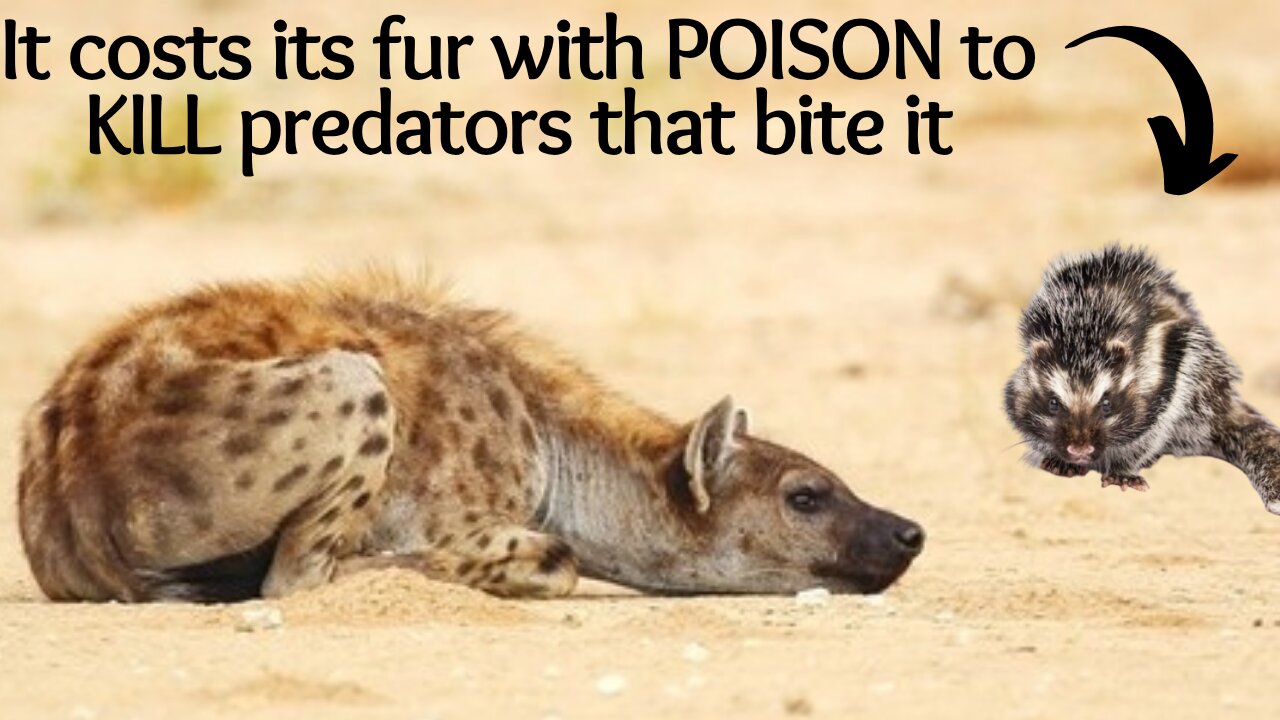 This Giant African rat coats its fur with POISON to KILL predators that bite it