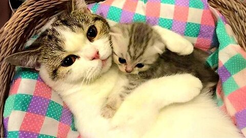 It's the sweetest thing ever to see that a mother cat’s love knows no boundaries!