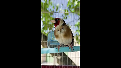 Sweet sparrow