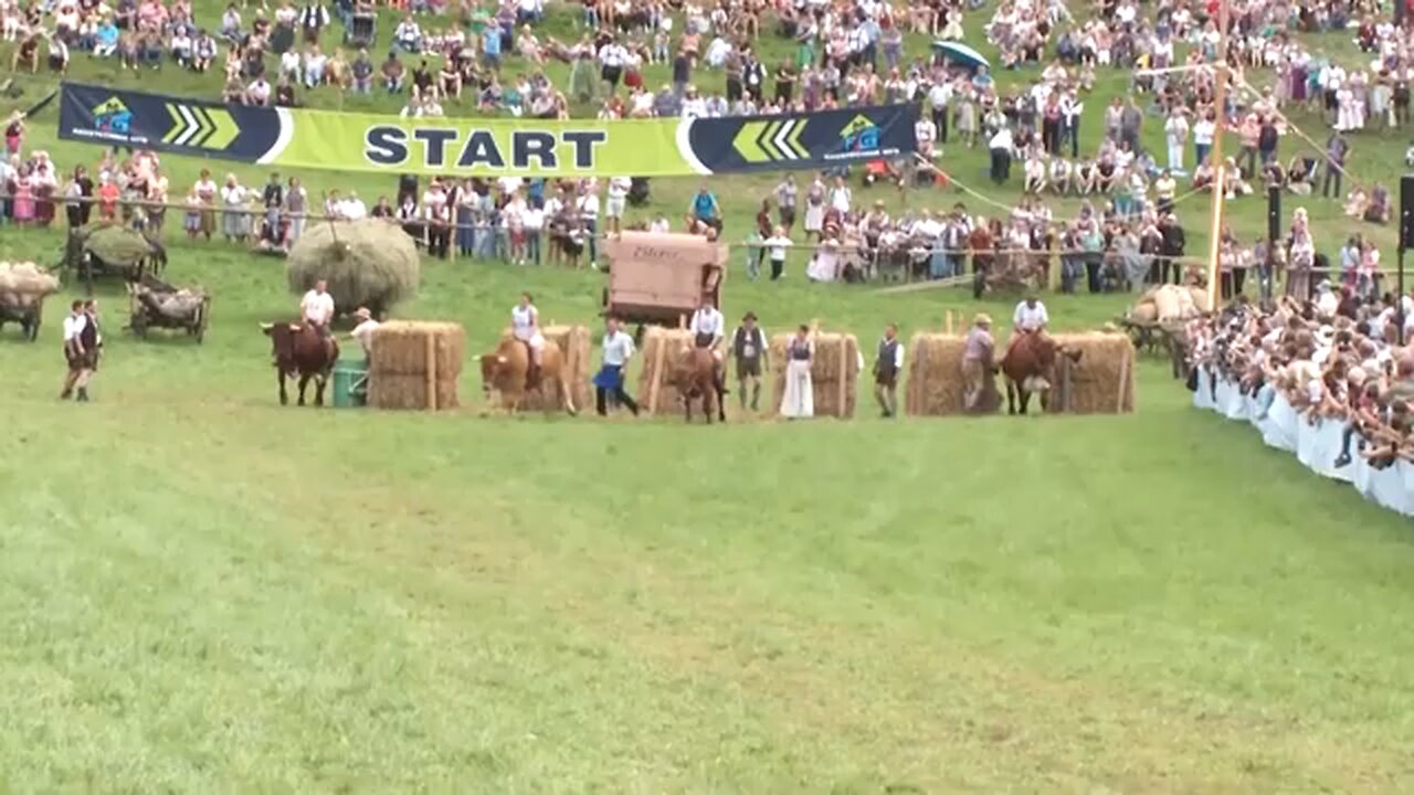 Bavarians ox-riders race for victory