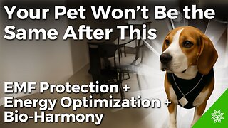 How To Protect Your Pets & Animals From EMF Poison?