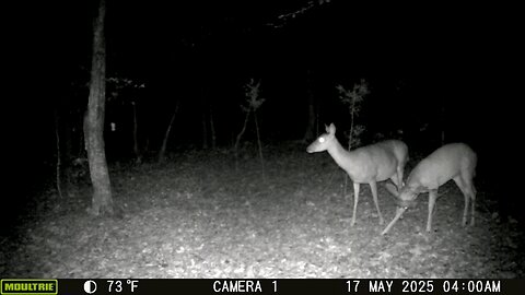 Trailcam