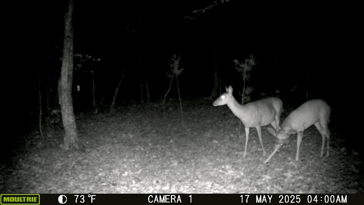 Trailcam