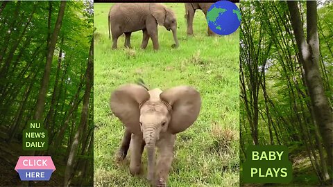 Tiny Trunk, Big Mischief: Baby Elephant’s Day of Fun and Frolic!