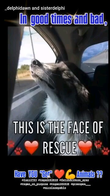 Have YOU "Got" ❤️💪 Animals??