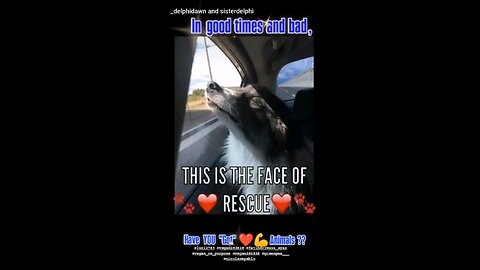 Have YOU "Got" ❤️💪 Animals??