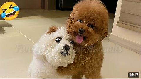 Funniest Animal Moments 2025 🐶🐱 | Try Not To Laugh 😂