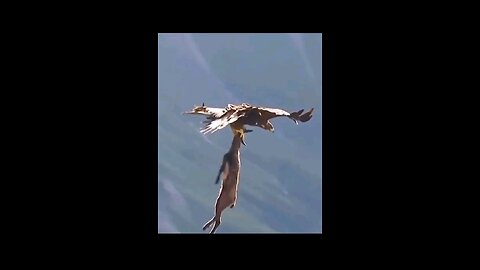 "Epic Eagle Idiots | Music + Comedy Mashup"