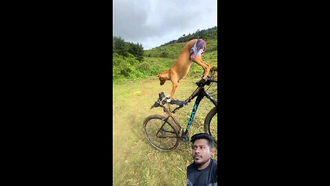 Dog and bicycle