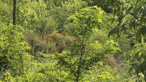 Forest sounds
