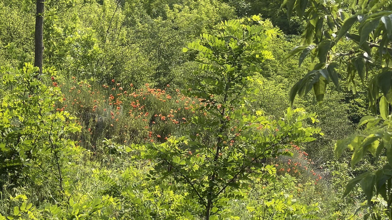 Forest sounds