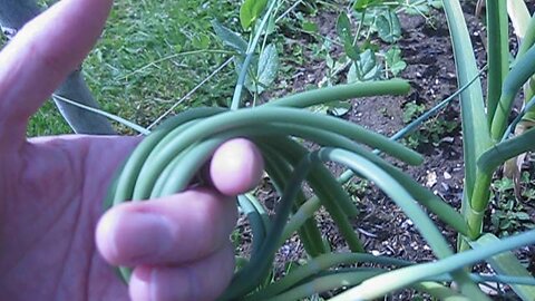 Harvesting garlic scapes for Summer Solstice