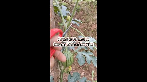 Increase your watermelon yield