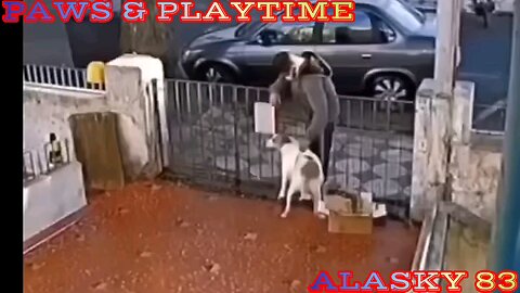 MAN TAKES AND STEALS A SHIRT FROM A DOG