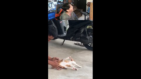funny cat