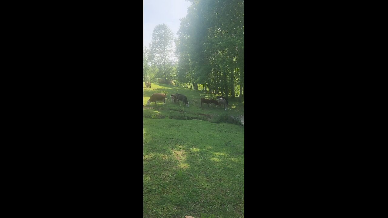 Cows and calves 2025.