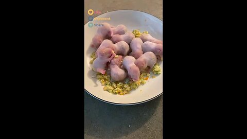 Bayi Hamster!