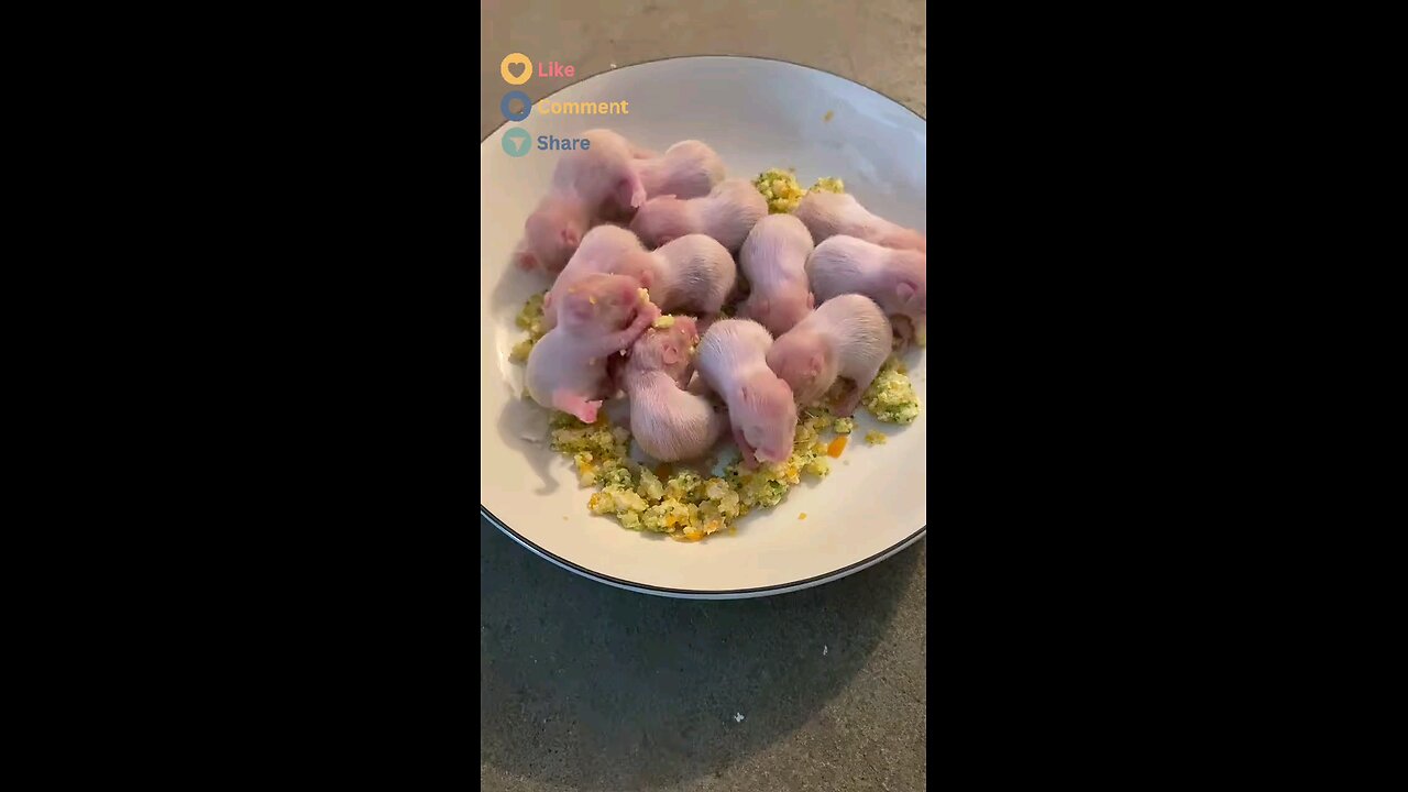 Bayi Hamster!