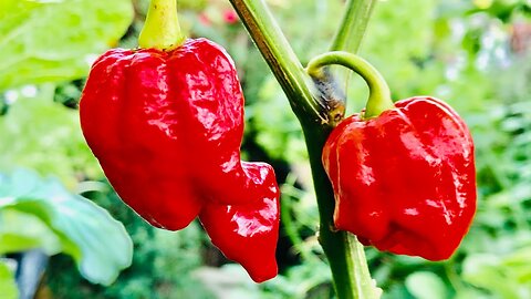 “The Fire of Brazil: The Hottest Pepper in the World”
