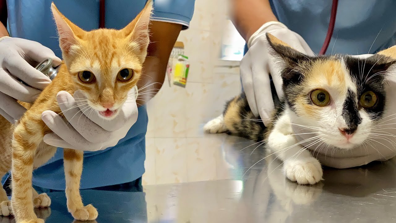 I Take Colgate and Moon To check with the Vet