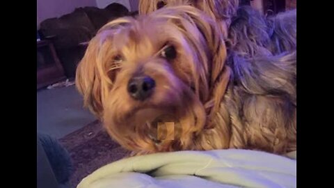 Chewy is jealous of Batman #yorkie #funnydogs