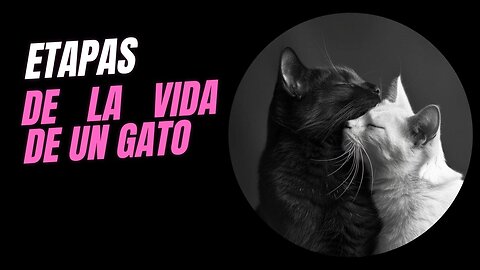 🐾 ¡Descubre las Etapas de la Vida de tu Gato! 🐱👶👴
