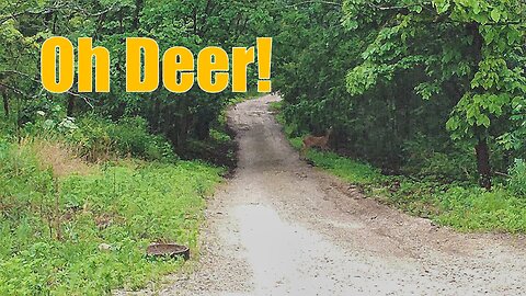 Nature in the Suburbs | Deer at the Forest Preserve