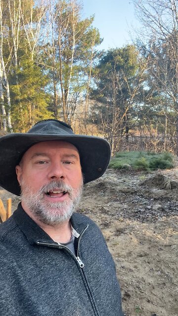 Red Pine Saplings in the Spring are Flattened