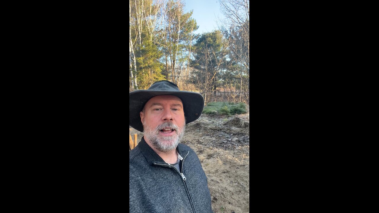 Red Pine Saplings in the Spring are Flattened