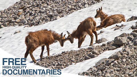 Untamed Wildlife In The Shadow Of The Watzmann
