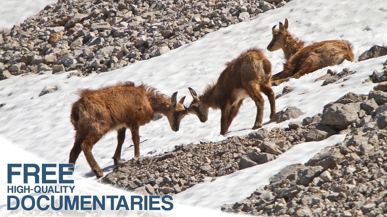 Untamed Wildlife In The Shadow Of The Watzmann