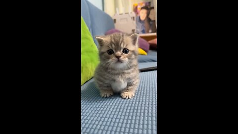 cuteA cute kitten exploring the world with pure curiosity🐾😻