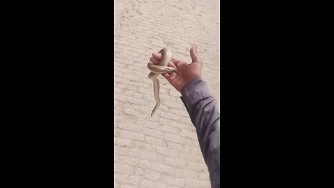 snake video