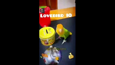 "Adorable & Brilliant: CUTE Lovebirds Showcase Their Amazing Intelligence! 🐦💖 #viral #shortvideo"