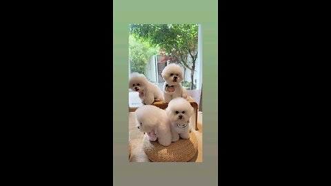 कयुट पप्पी