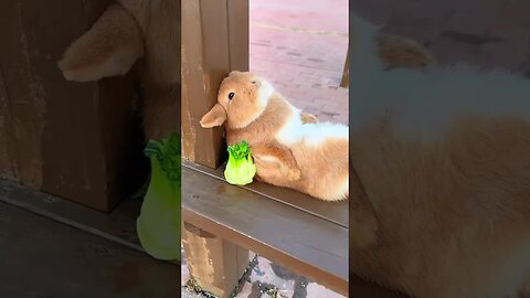This guy is thinking about the life of a rabbit. Cute pet debut plan. Rabbit. Rural cute pet.