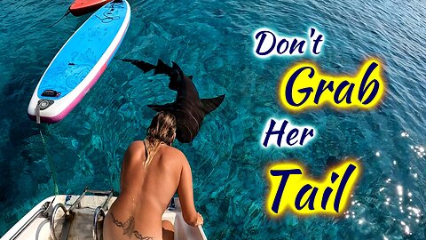 SDA211 Don’t Grab Her Tail: New Sail, Shark Pets & Keel Patch