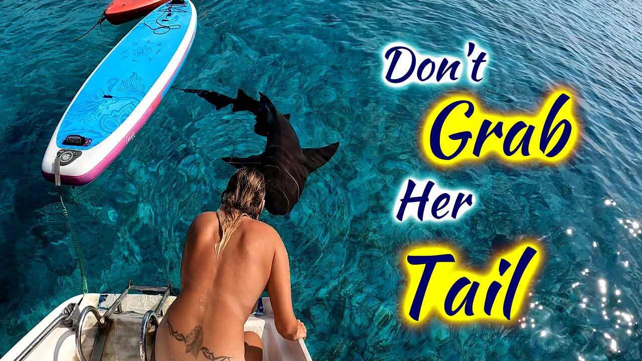 SDA211 Don’t Grab Her Tail: New Sail, Shark Pets & Keel Patch
