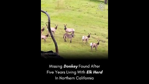 Missing Donkey Found After 5 Years