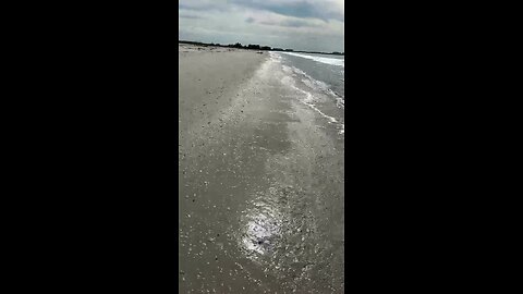 Livestream Highlights | Osprey Dive-bombs Fish!