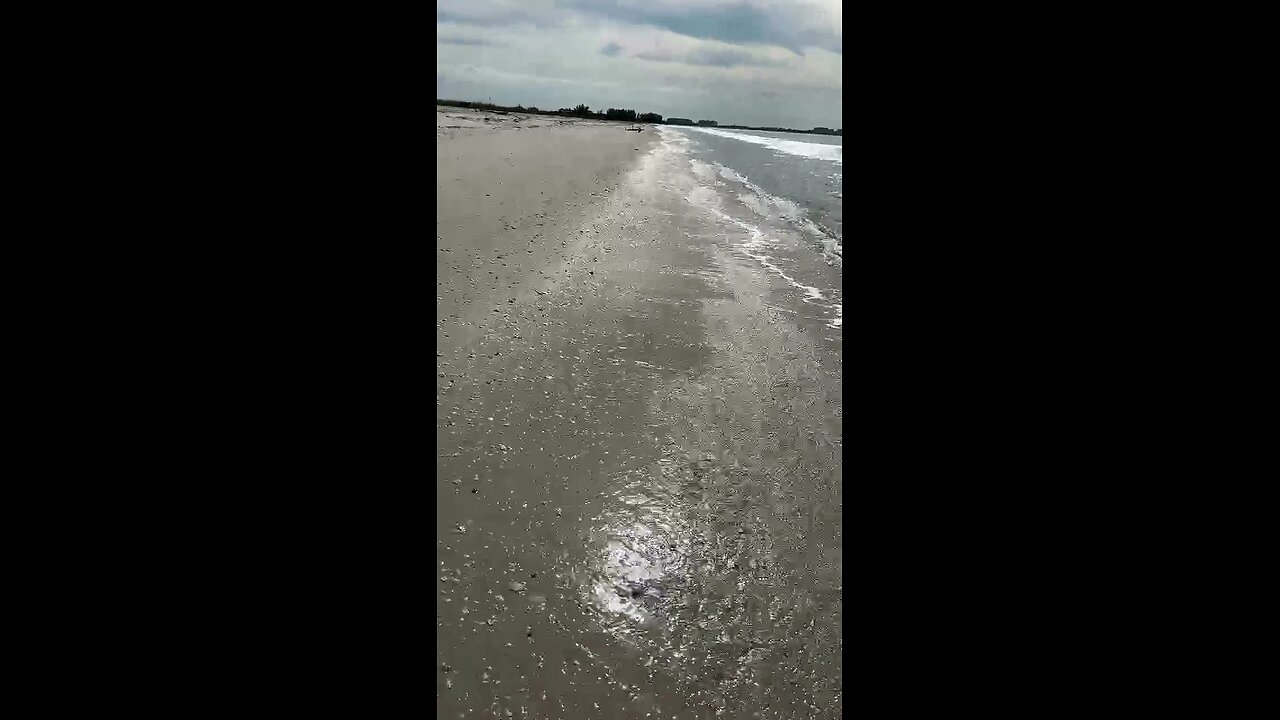 Livestream Highlights | Osprey Dive-bombs Fish!