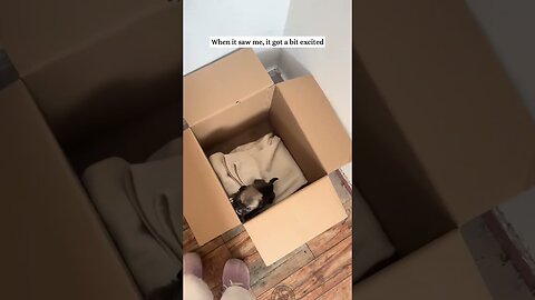 Парень просто шел к своей машине, а нашел там крошечного сироту щенка