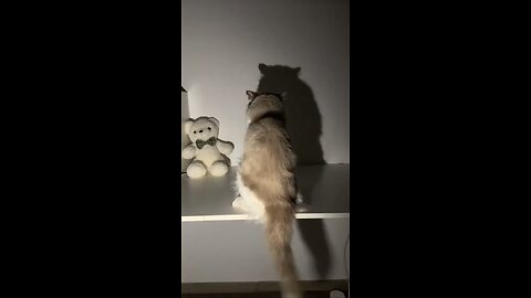 Dance cats