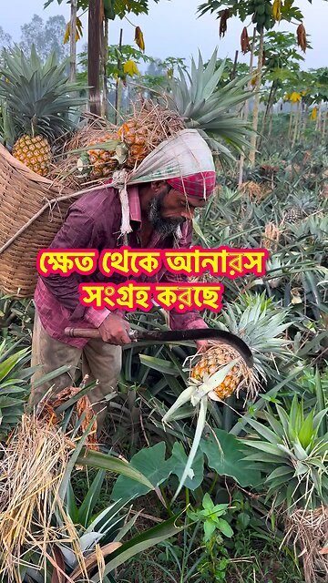 Pineapple harvest in Bangladesh