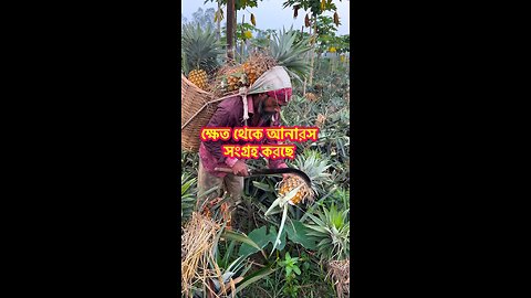 Pineapple harvest in Bangladesh